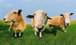 羊了个羊娱乐吃瓜爆料,揭秘娱乐圈最新爆料背后的真相